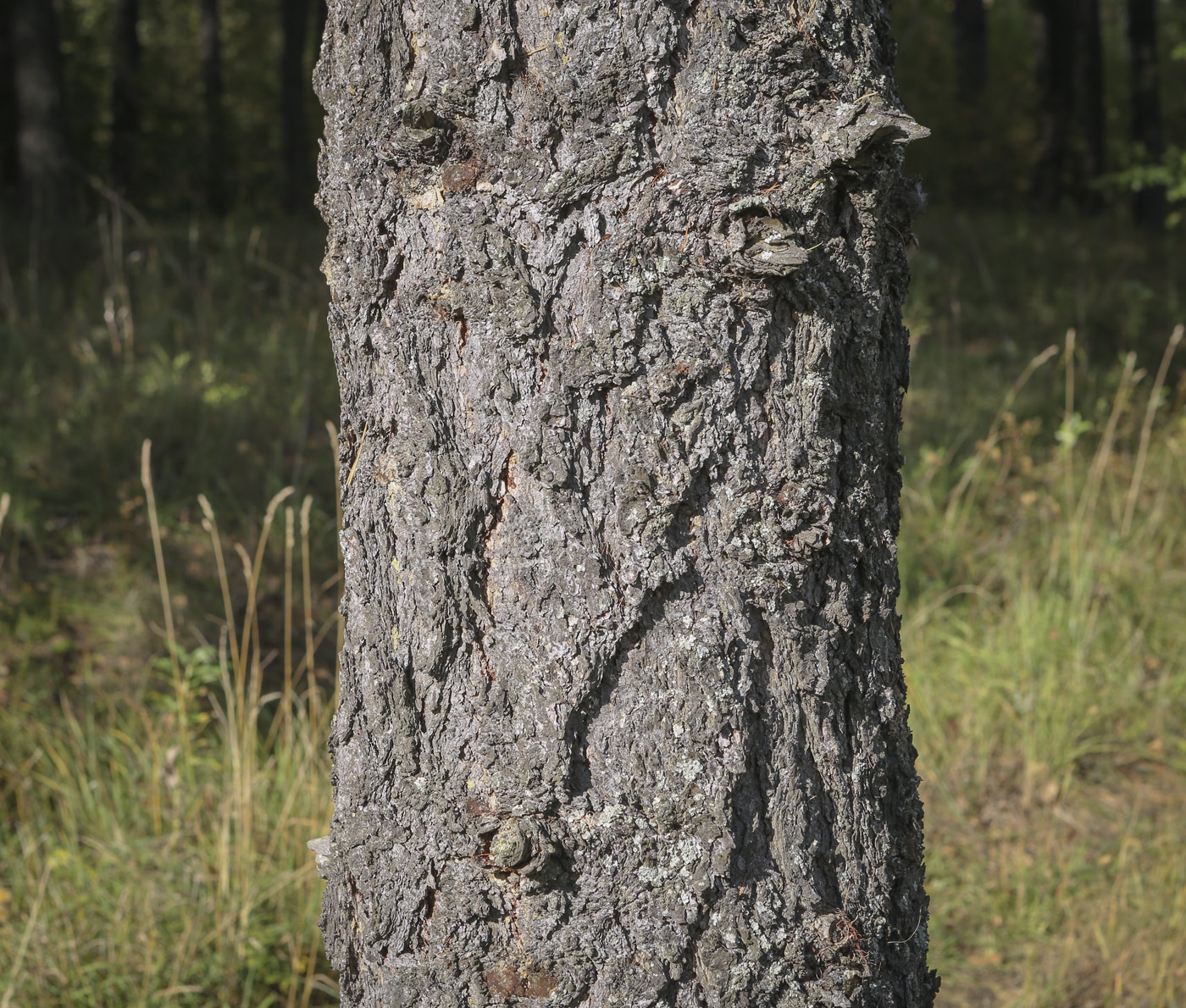 Image of Larix sibirica specimen.