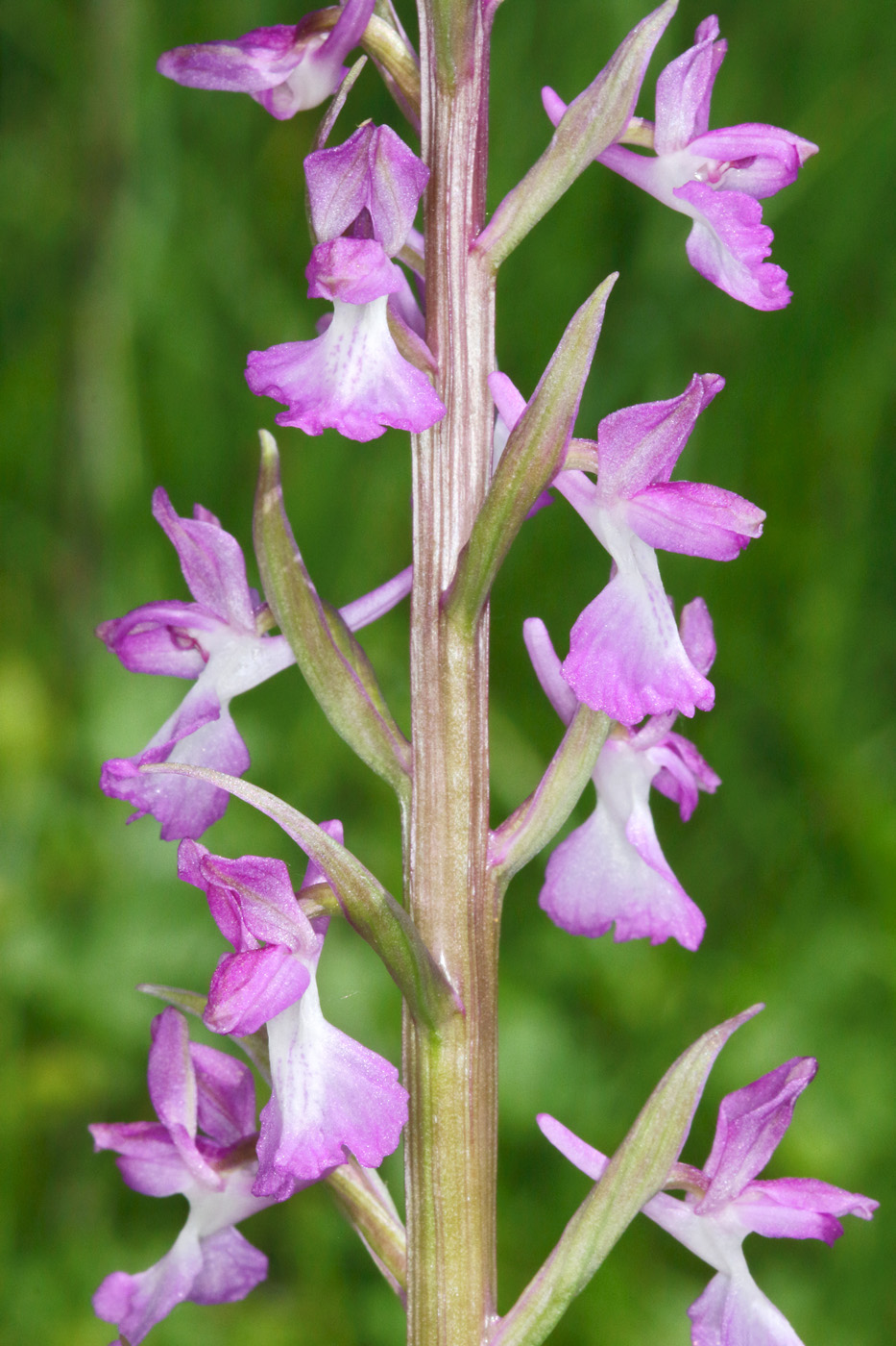 Изображение особи Anacamptis laxiflora ssp. elegans.