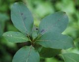 Populus suaveolens