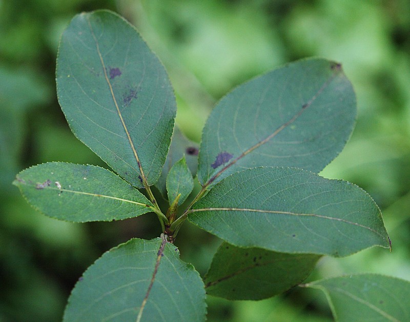 Изображение особи Populus suaveolens.