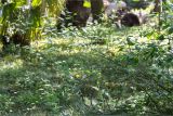 Kerria japonica разновидность pleniflora. Веточки с цветками. Абхазия, г. Сухум, Сухумский ботанический сад. 14.05.2021.