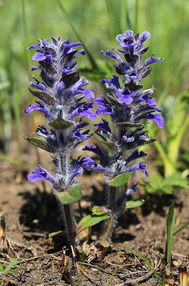 Image of Ajuga multiflora specimen.