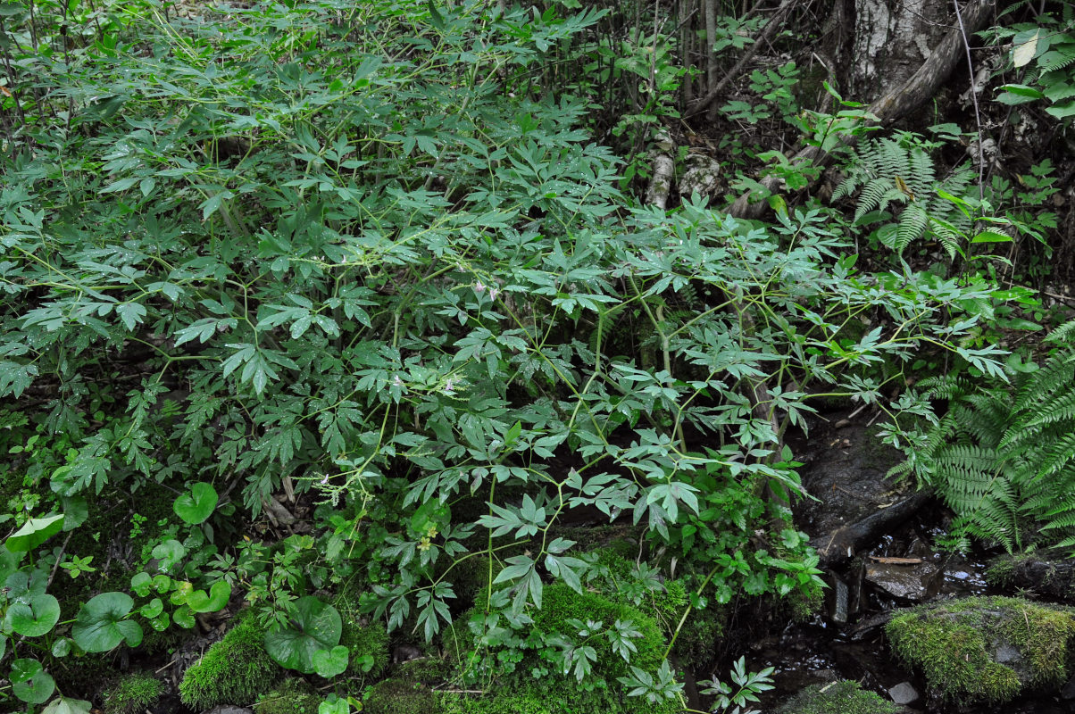 Image of Corydalis multiflora specimen.