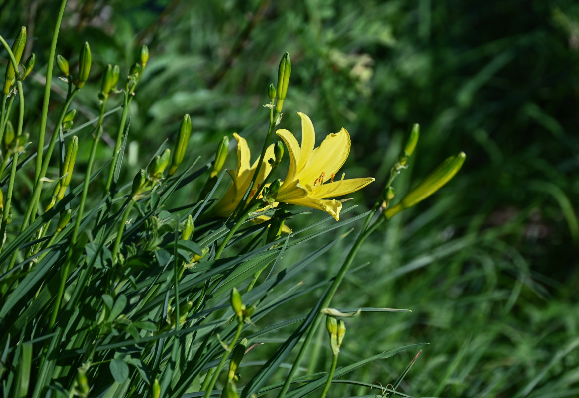 Image of Hemerocallis minor specimen.