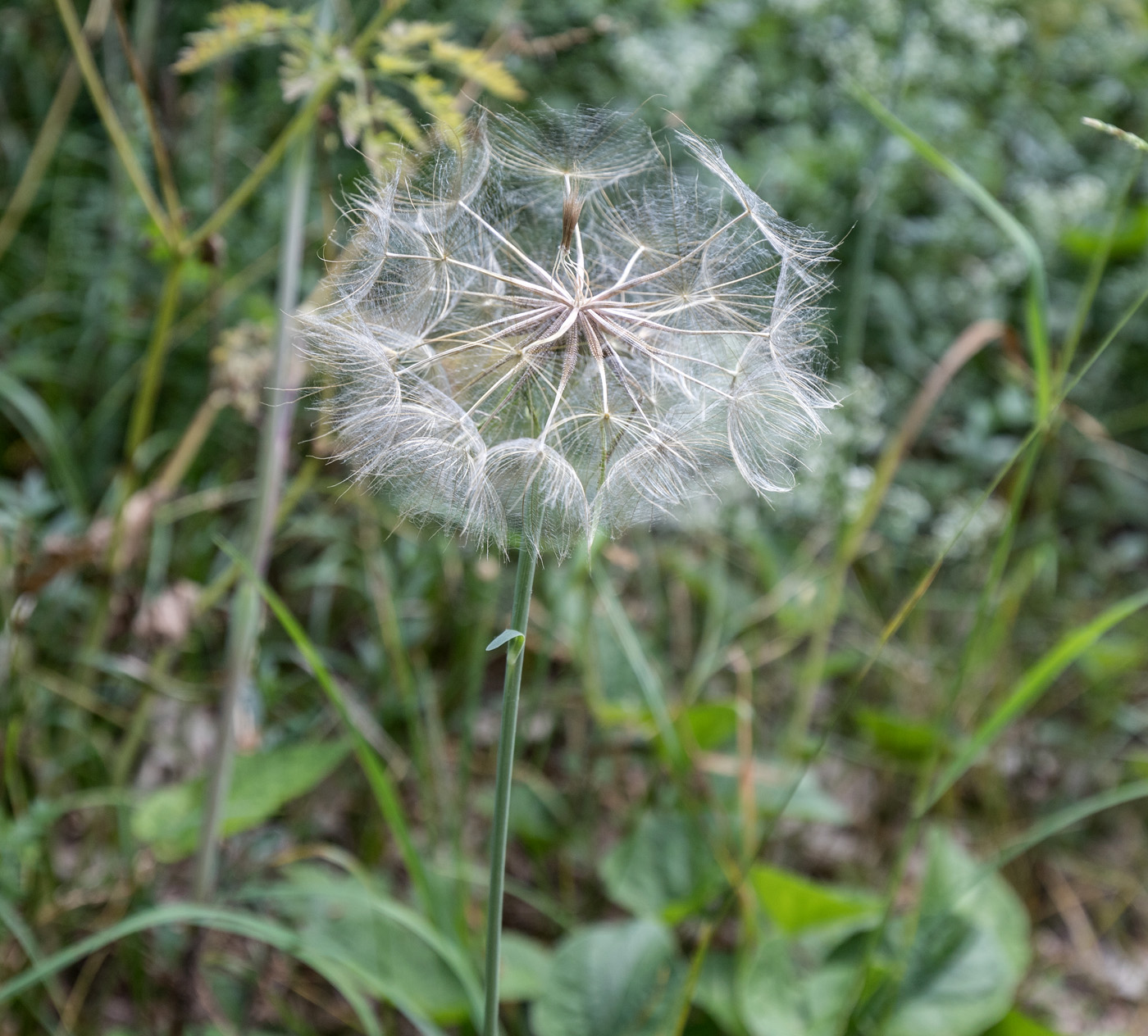 Изображение особи род Tragopogon.