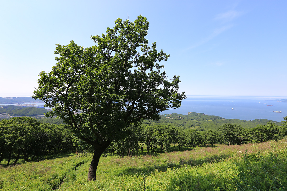 Image of Quercus mongolica specimen.