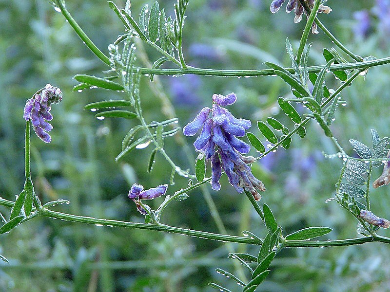 Image of Vicia cracca specimen.