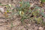 Astragalus bossuensis