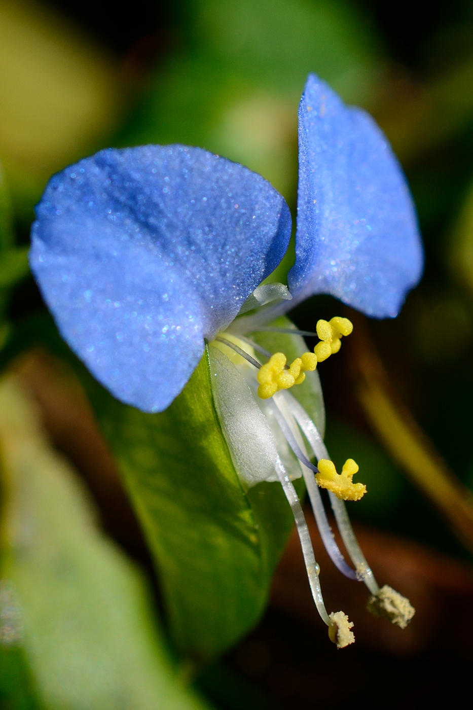 Изображение особи Commelina communis.