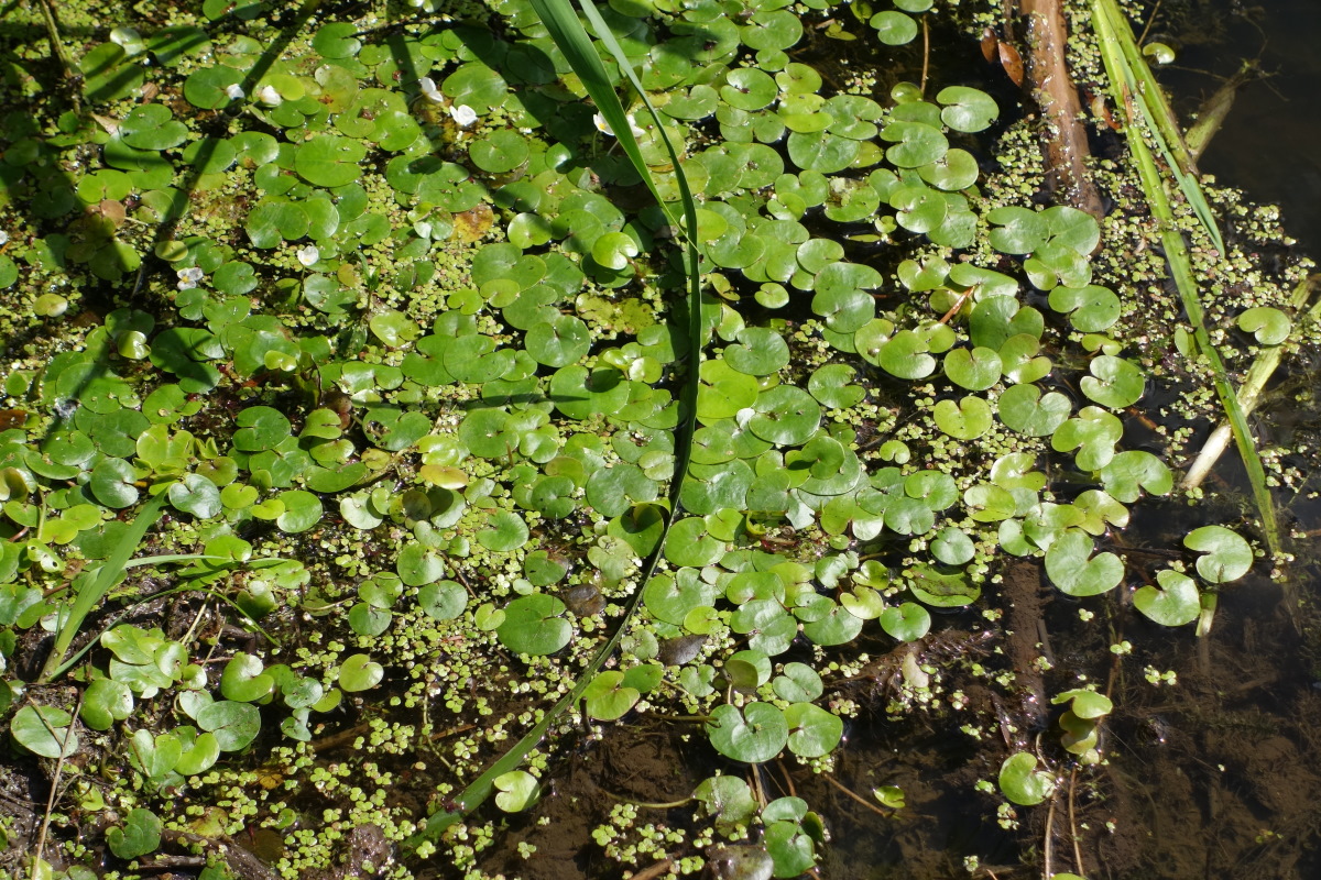 Image of Hydrocharis morsus-ranae specimen.