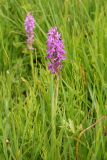 Dactylorhiza umbrosa