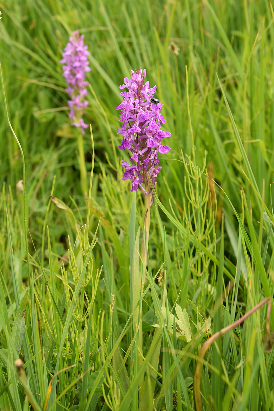 Image of Dactylorhiza umbrosa specimen.