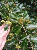Crataegus crus-galli