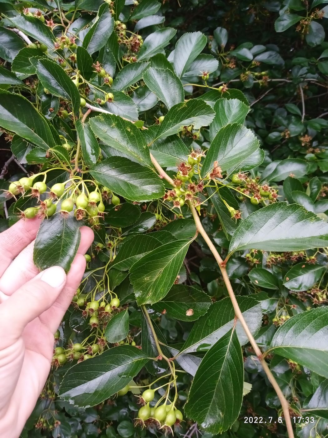Image of Crataegus crus-galli specimen.