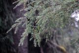 Picea spinulosa. Ветвь. Бутан, дзонгхаг Тхимпху, национальный парк \"Jigme Dorji\". 02.05.2019.