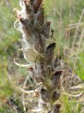 Pedicularis achilleifolia. Часть соплодия. Хакасия, берег Красноярского вдхр. в окр. пос. Абакано-Перевоз. 29.06.2010.