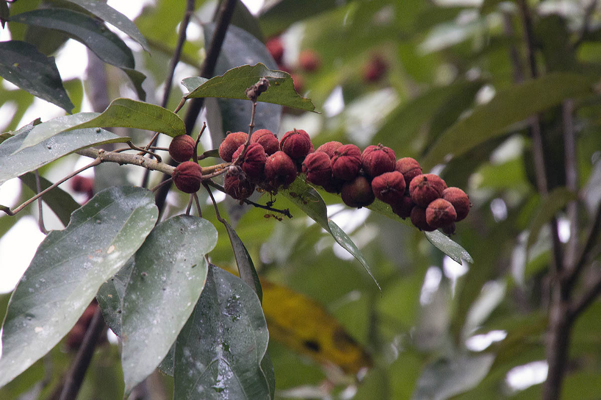 Изображение особи Mallotus philippensis.