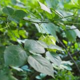 Staphylea trifolia