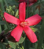 Hibiscus palustris