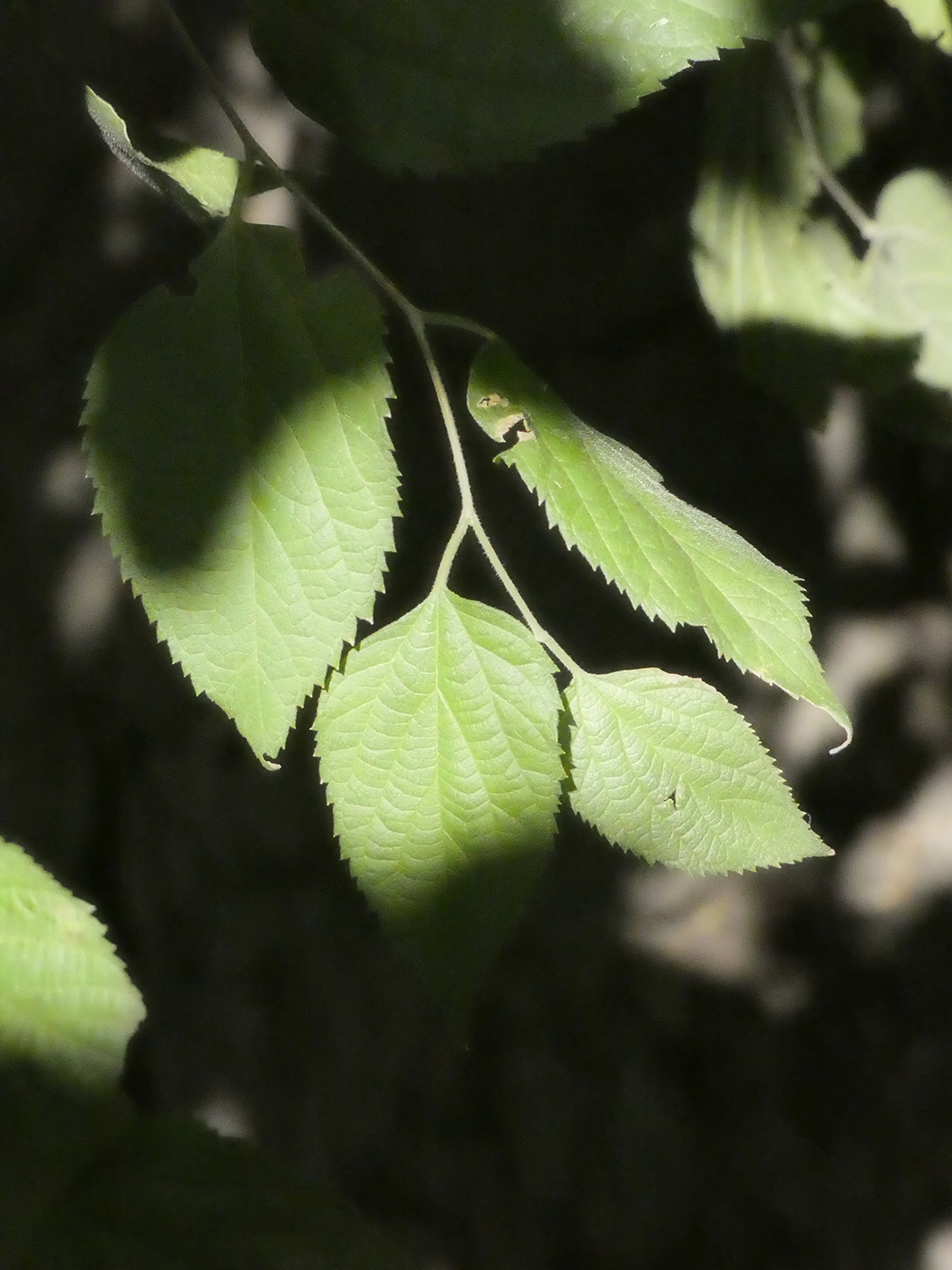 Image of genus Celtis specimen.