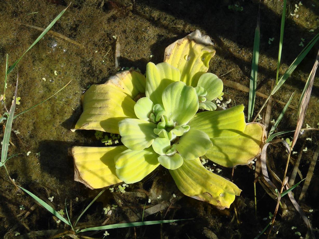 Изображение особи Pistia stratiotes.