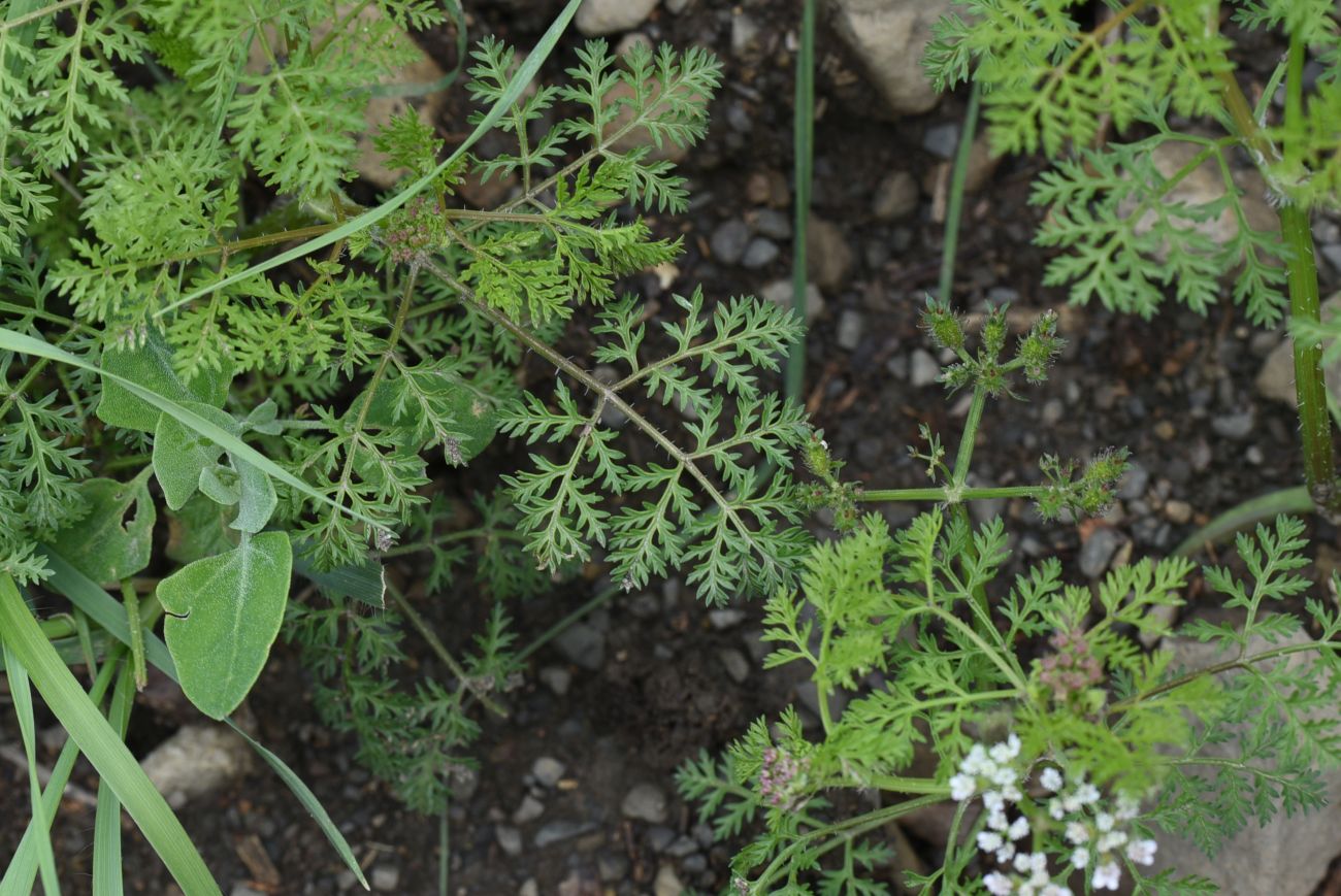 Image of Caucalis platycarpos specimen.