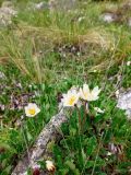 Dryas caucasica