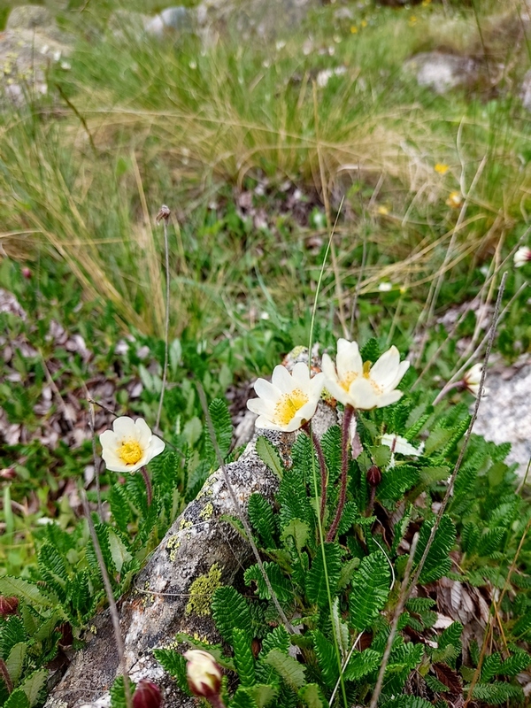 Изображение особи Dryas caucasica.