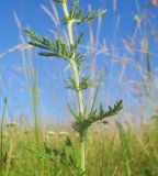 Achillea nobilis