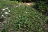 Dipsacus laciniatus. Цветущее растение. Республика Адыгея, Майкопский р-н, окр. устья ручья Толмач, край луга. 29 июля 2022 г.