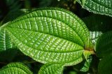 Miconia crenata. Верхушка растения. Шри-Ланка, диптерокарповый лес Синхараджи. 04.12.2022.