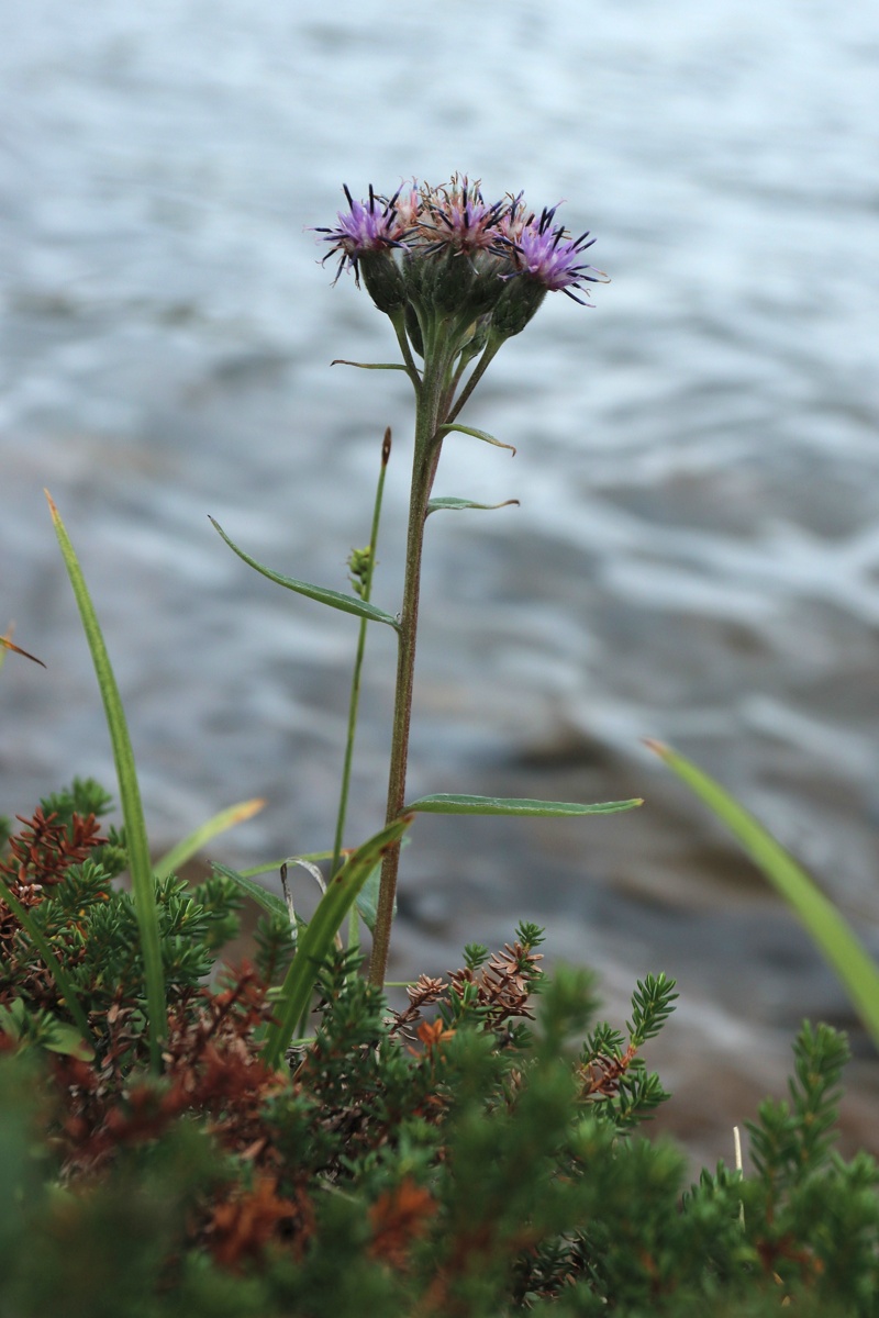 Изображение особи Saussurea alpina.