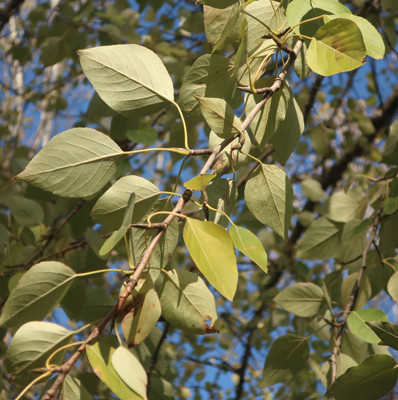 Image of genus Populus specimen.