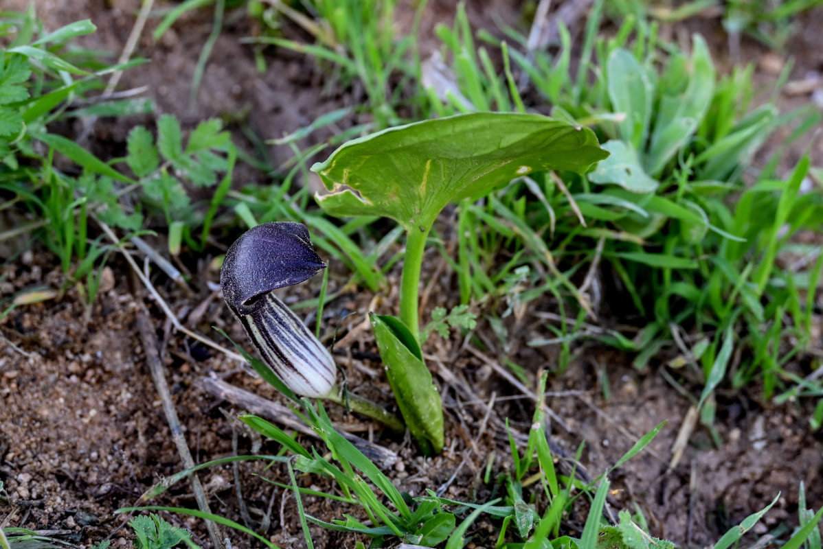 Изображение особи Arisarum simorrhinum.