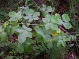 Rubus nessensis. Побег. Курская обл., Железногорский р-н, с. Карманово, ур. \"Кармановская дача\". 24 июля 2007 г.