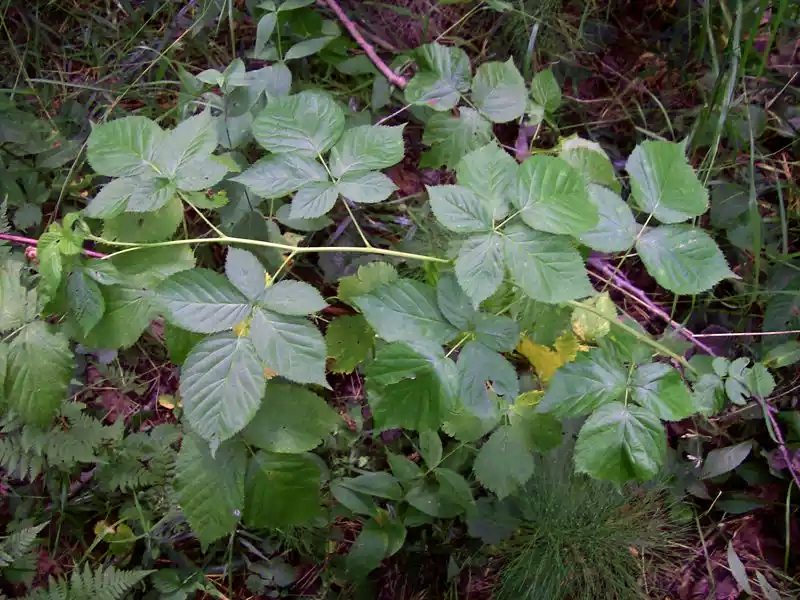 Изображение особи Rubus nessensis.