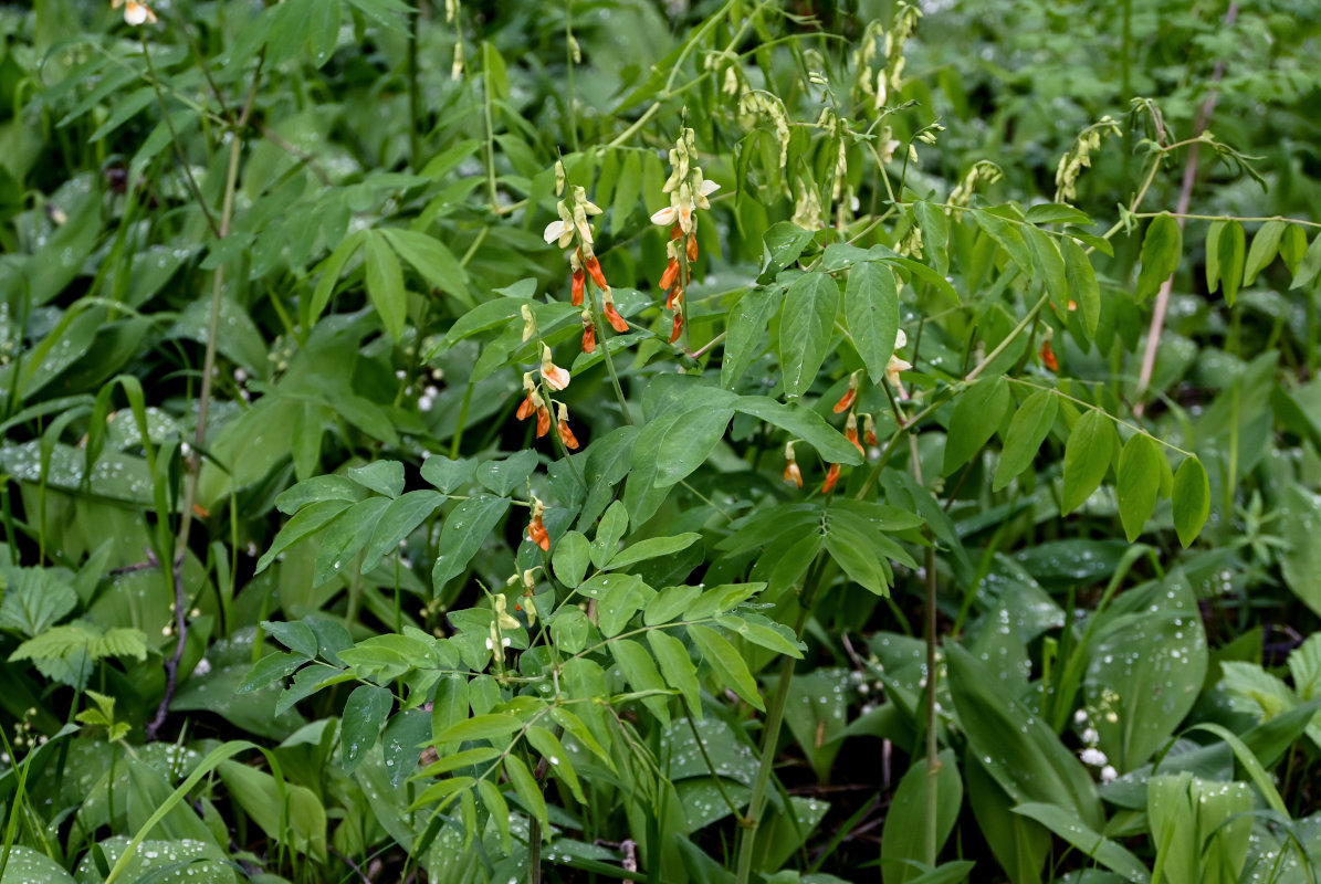 Image of Lathyrus gmelinii specimen.