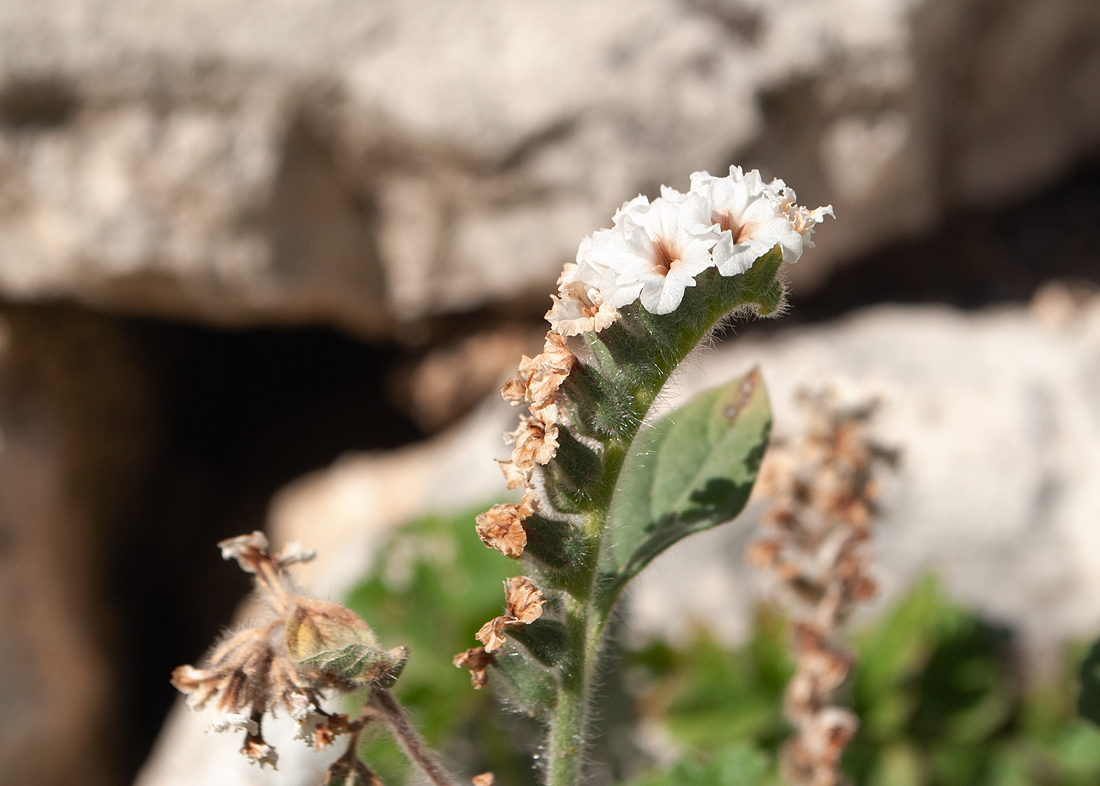 Изображение особи Heliotropium hirsutissimum.