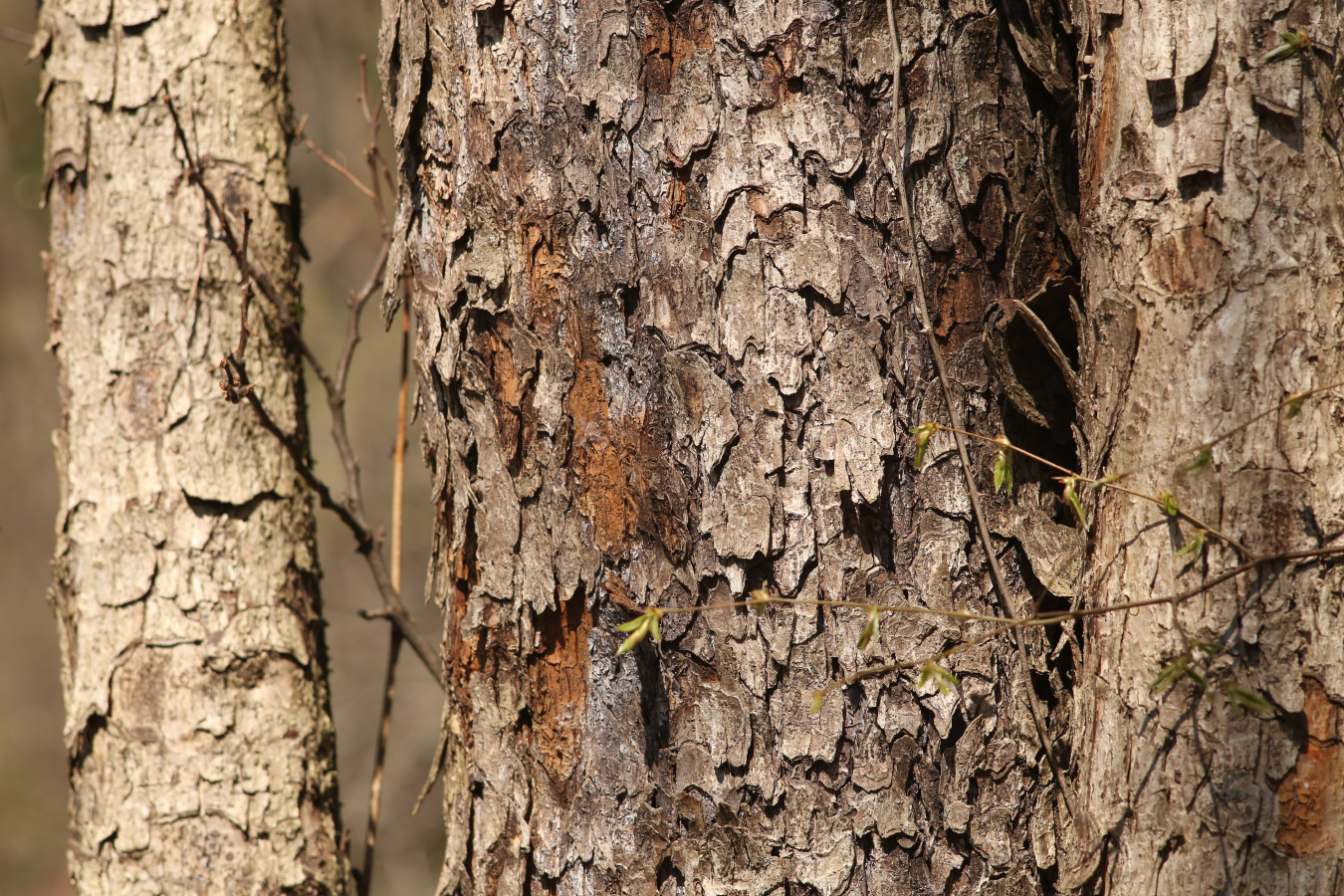 Image of Corylus colurna specimen.