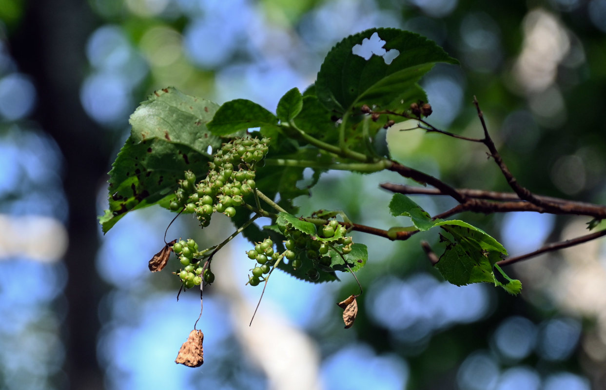 Изображение особи Hydrangea petiolaris.