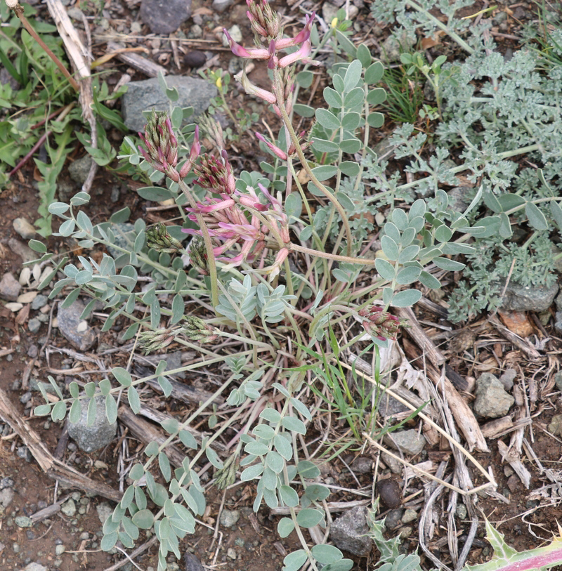 Image of Astragalus prilipkoanus specimen.