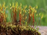 Bryum caespiticium