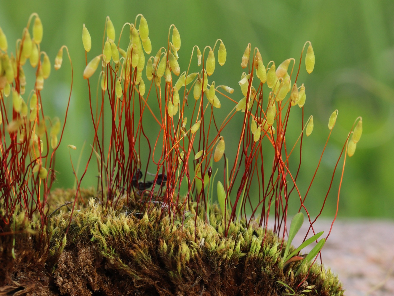 Изображение особи Bryum caespiticium.