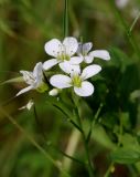 Cardamine amara