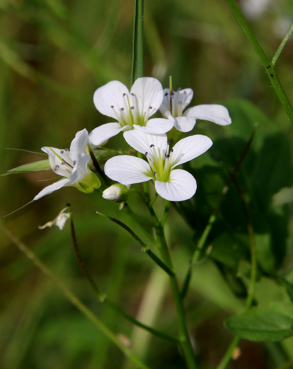 Изображение особи Cardamine amara.