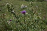 Cirsium ciliatum. Верхушка растения с цветущим и развивающимися соцветиями. Кабардино-Балкария, Эльбрусский р-н, окр. устья р. Бедык, луг на правом берегу. 25 июля 2022 г.