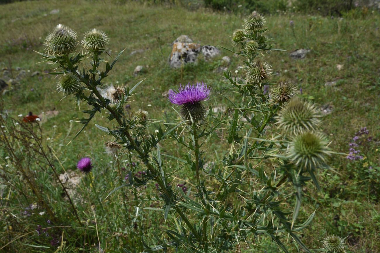 Изображение особи Cirsium ciliatum.