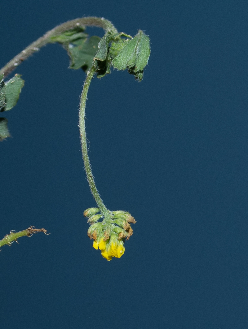 Image of Medicago lupulina specimen.