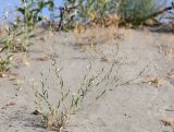 Hyalea pulchella. Цветущее растение. Узбекистан, Ферганская обл., Язъяванский р-н, Язъяванские пески, частично закреплённые дюны. 16 мая 2023 г.