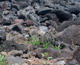 Emilia coccinea. Цветущие и плодоносящие растения. Чили, обл. Valparaiso, провинция Isla de Pascua, г. Hanga Roa, высокой берег океана, сообщество травянистых растений. 08.03.2023.